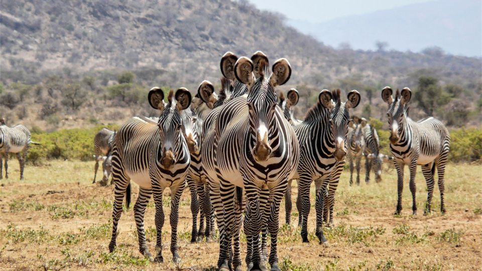 Grevyzebras im Samburu