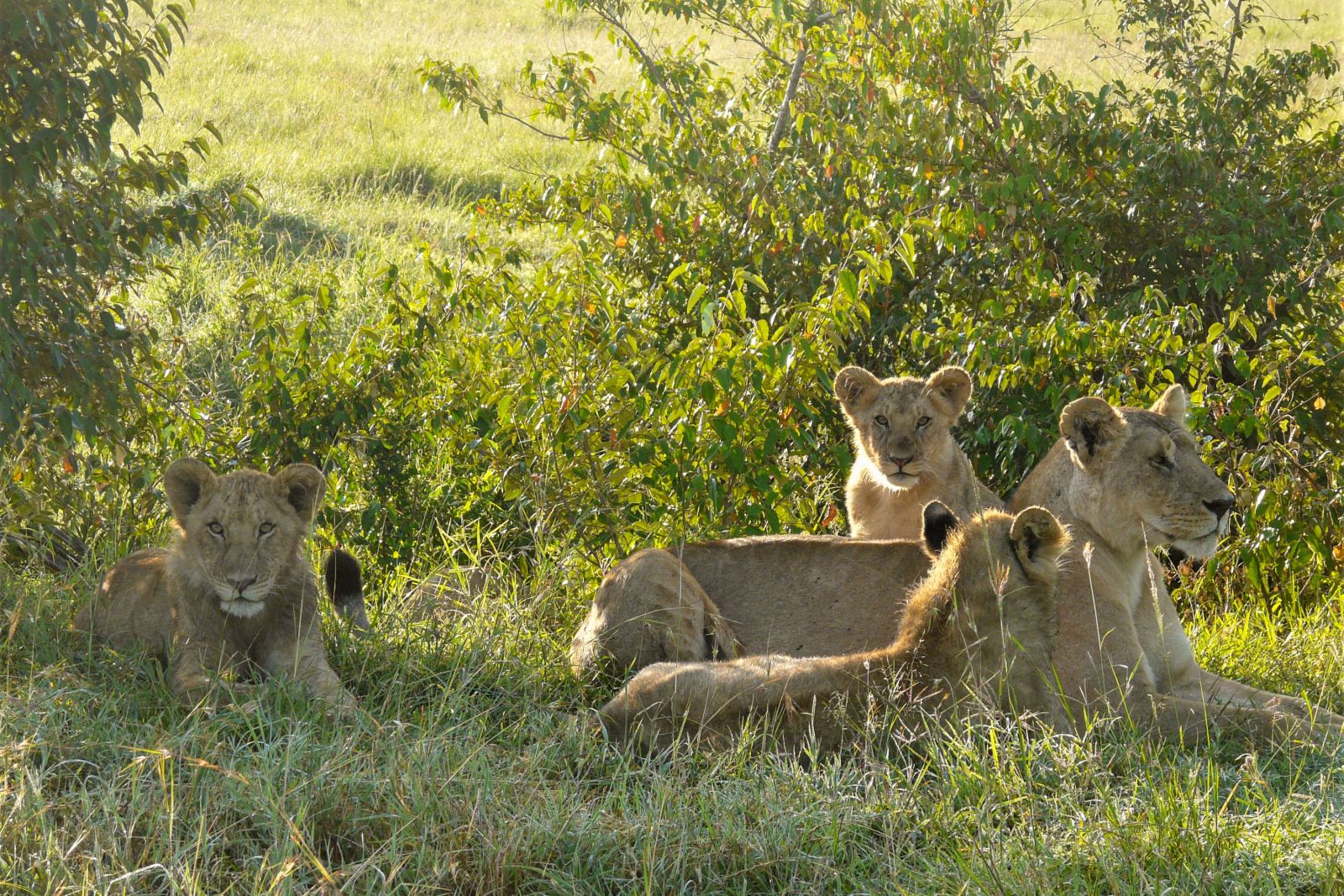 Löwenrudel im Morgenlicht in der Masai Mara