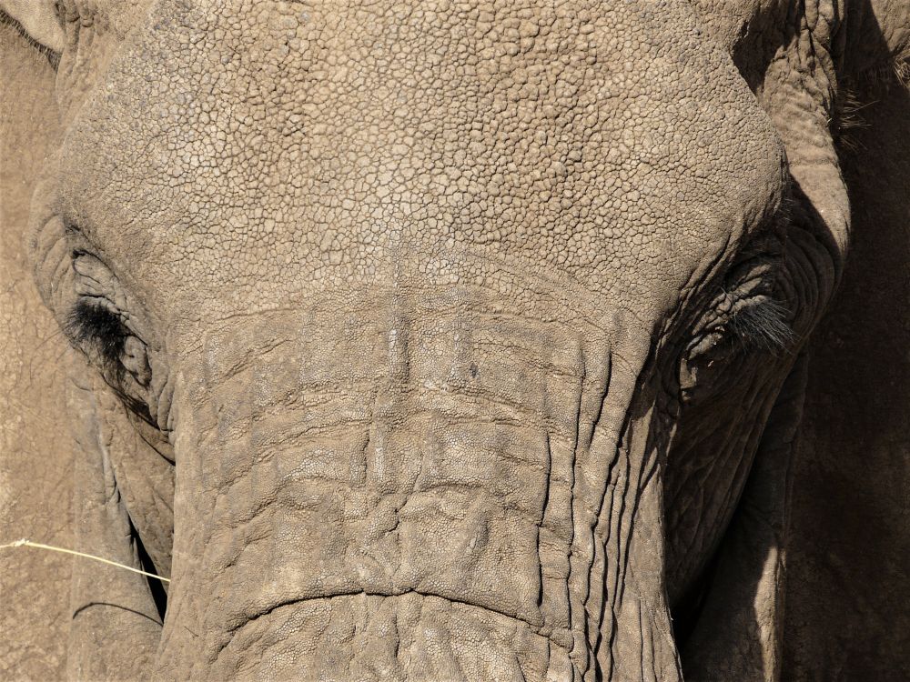 Nahaufnahme Elefant im Samburu
