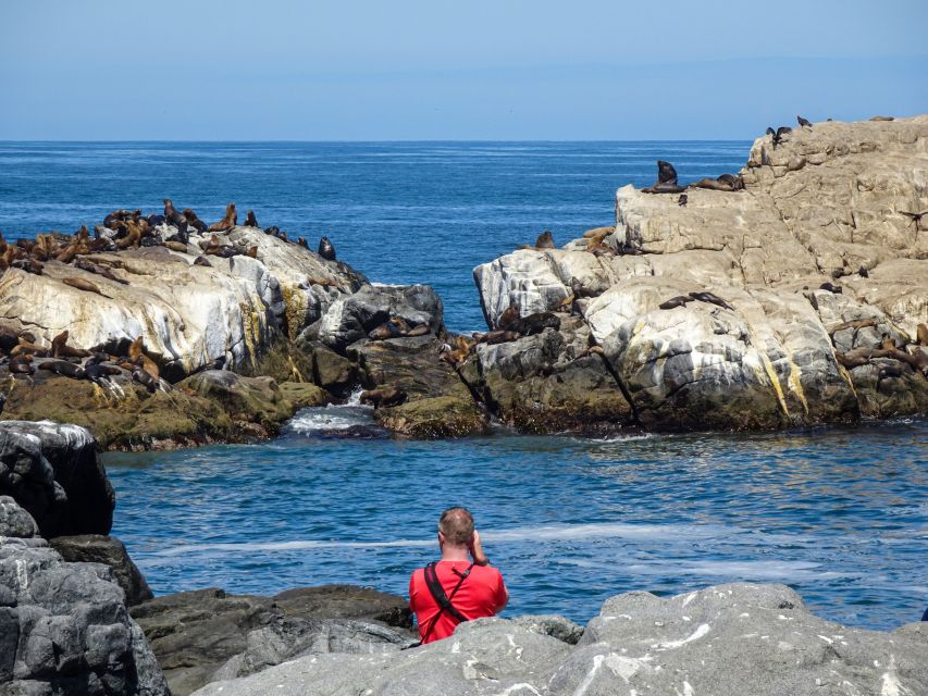 Robben und Seevögel an der Pazifikküste in Caldera
