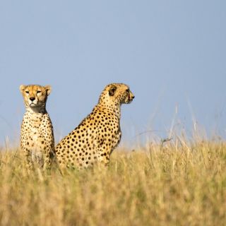 Geparden-Brüderpaar