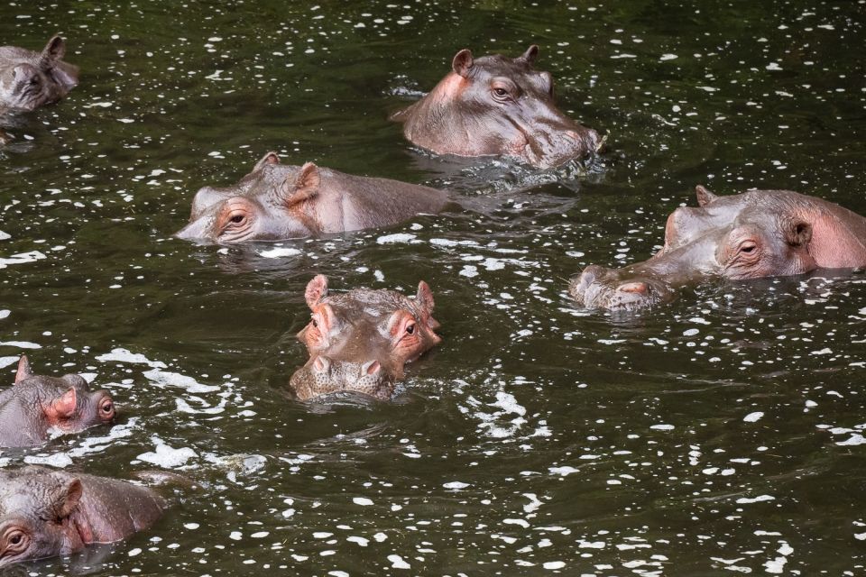 Flusspferde in ihrem Element