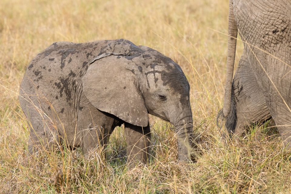 Elefantenjunges folgt seiner Mutter