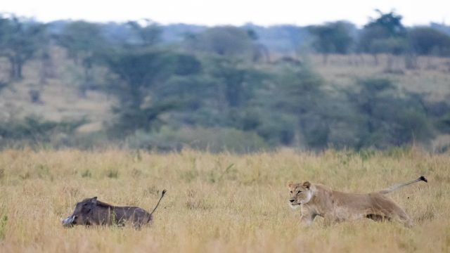 Die Masai Mara ist das Land der Raubkatzen