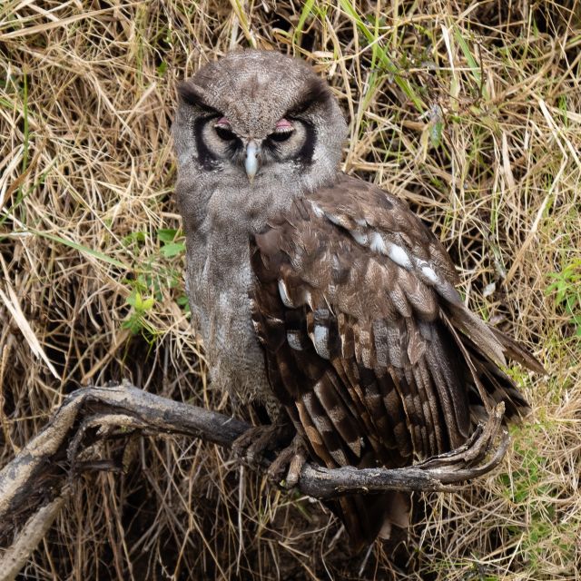Blassuhu, Verreaux's Eagle Owl