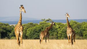 Stolze Giraffen in der Savanne