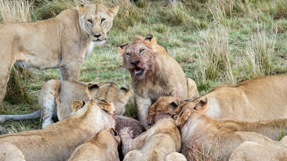 Löwenrudel labt sich an seiner Beute