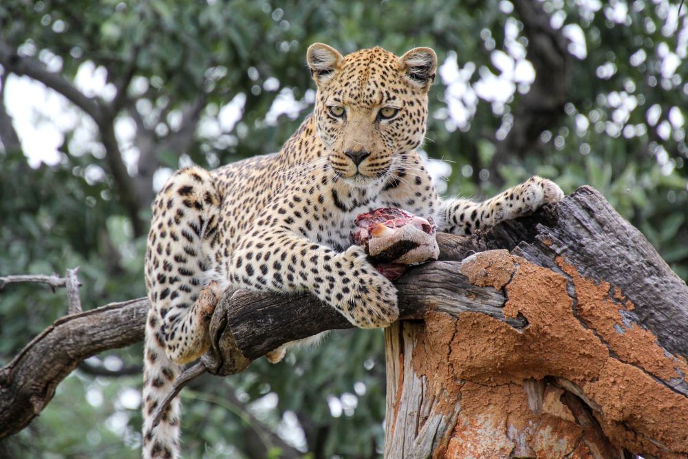 Fotomodell bei Africat, Leopard in Kenia