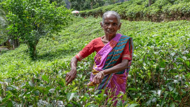 Teepflückerin im Hochland von Sri Lanka