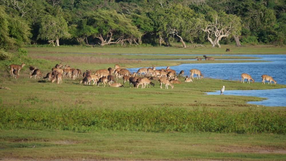 Damwild im Yala-Nationalpark