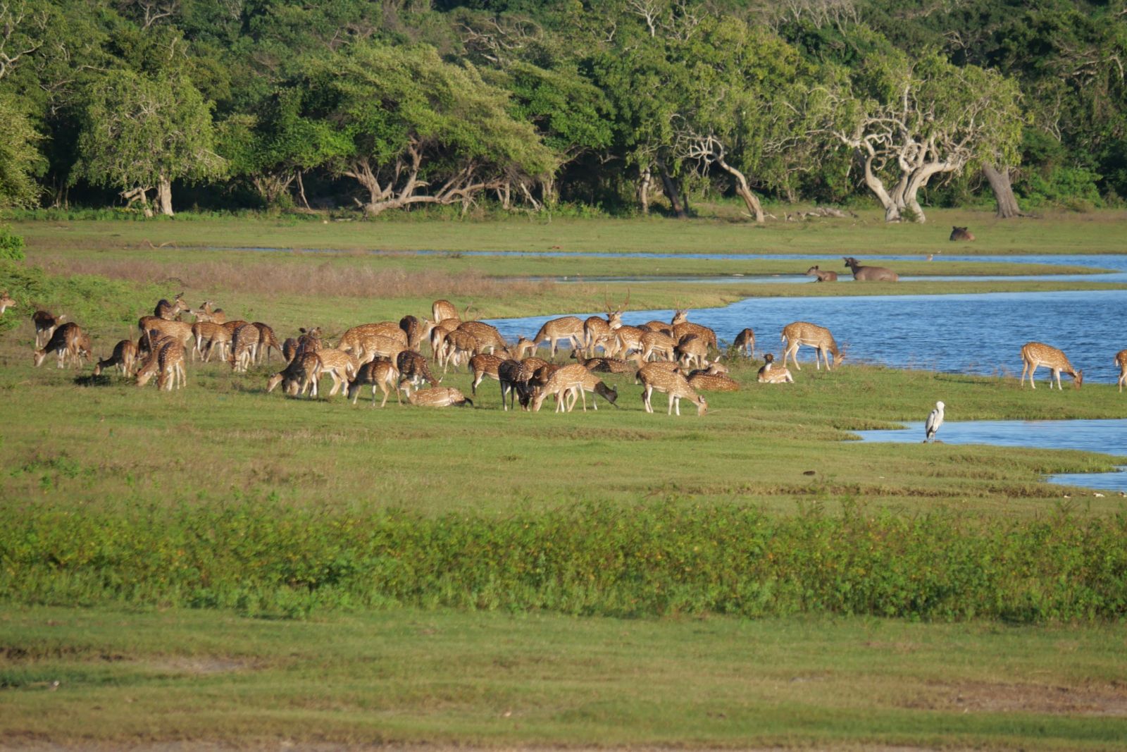 Damwild im Yala-Nationalpark