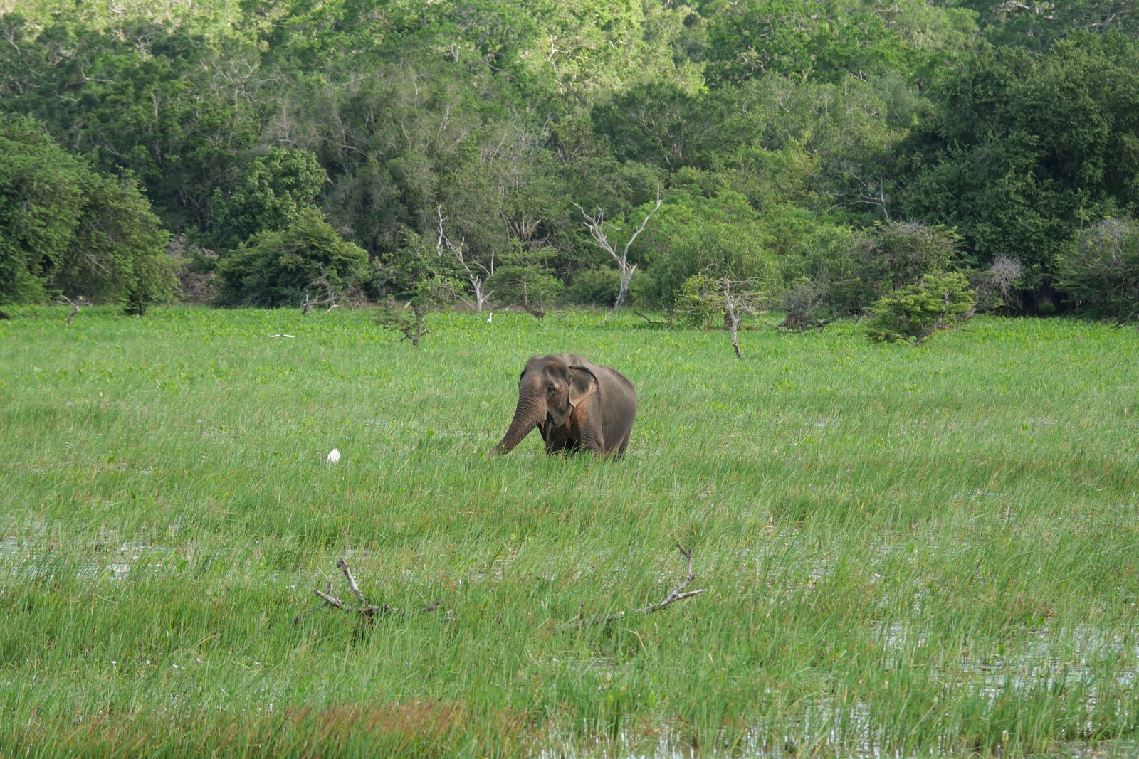 Elefant im hohen Gras im Yala-Nationalpark