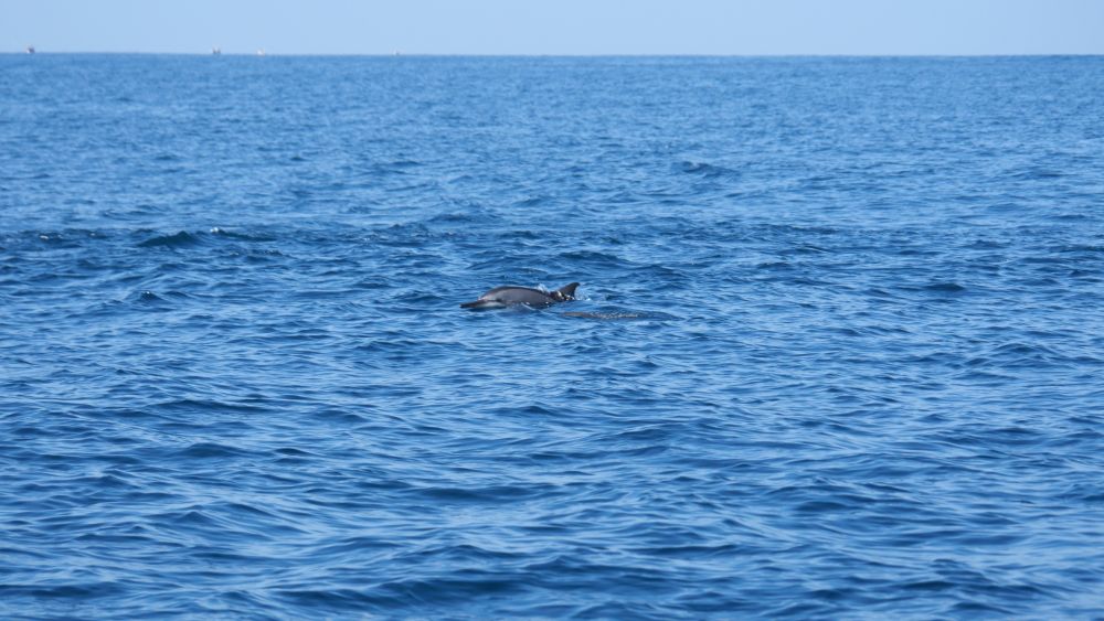 Delfin vor der Südküste