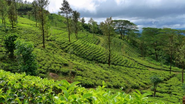 Saftig grüne Teeplantage im Hochland in Sri Lanka