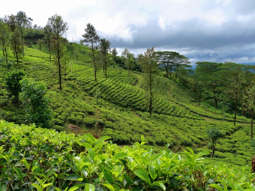 Saftig grüne Teeplantage im Hochland in Sri Lanka
