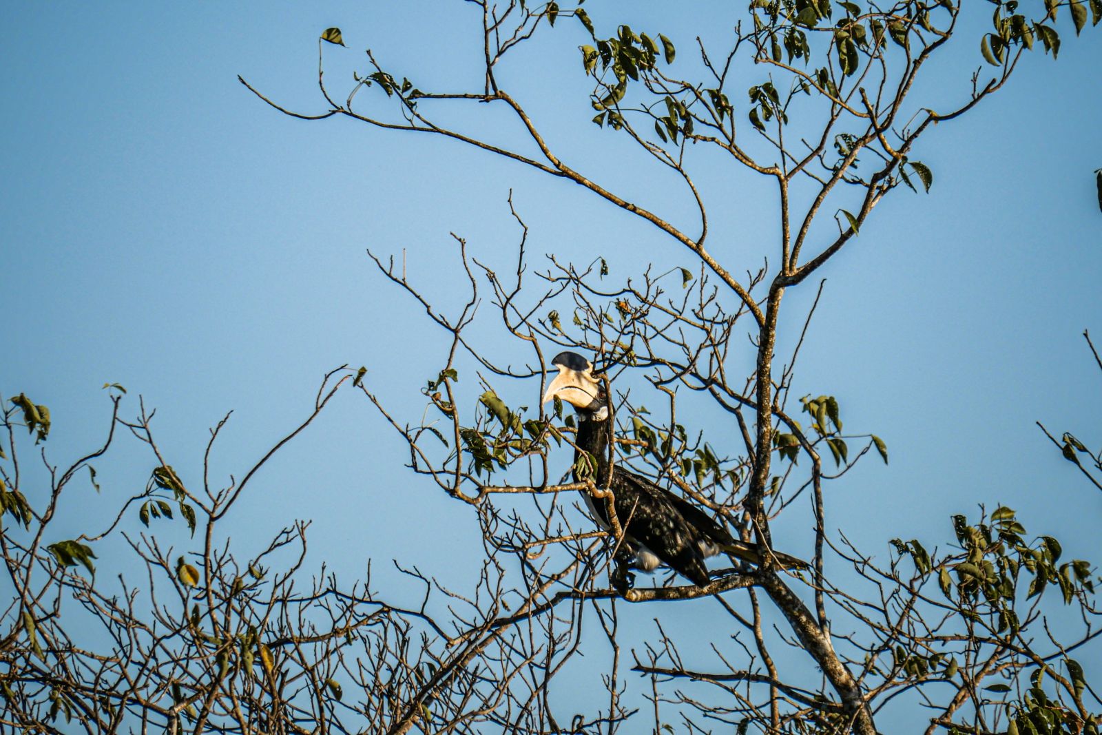 Hornvogel im Yala-Nationalpark