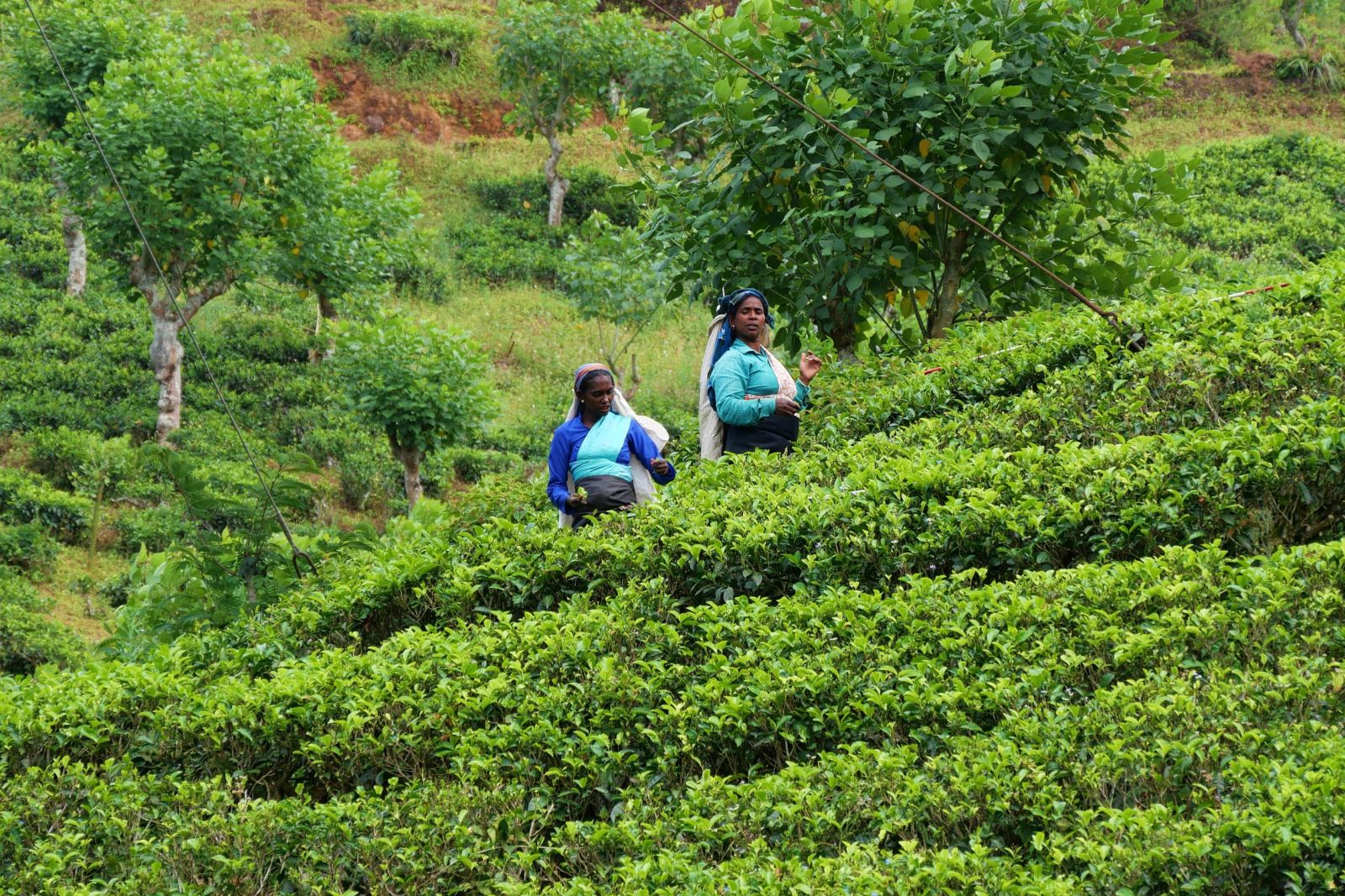 Teepflückerinnen bei der Arbeit im Hochland in Sri Lanka