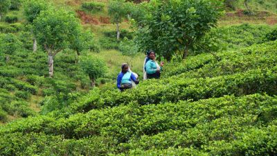 Teepflückerinnen bei der Arbeit im Hochland in Sri Lanka