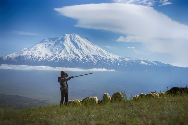 Ararat mit Hirten im Vordergrund