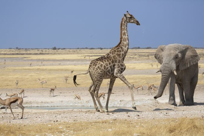 Safari im Etosha-Nationalpark © Diamir