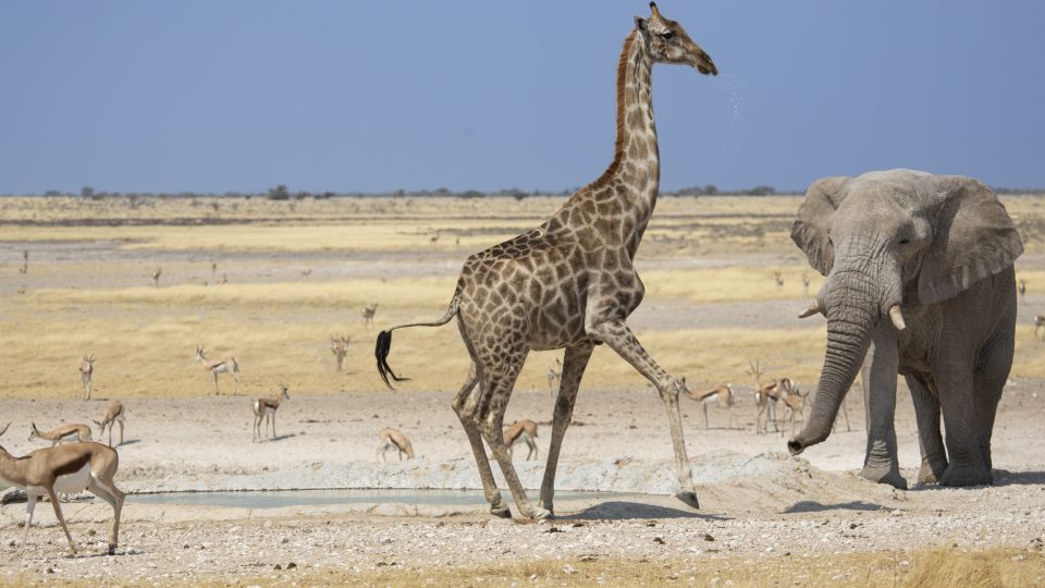 Safari im Etosha-Nationalpark