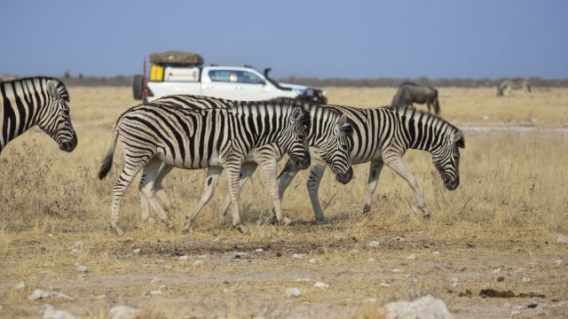 Zebraherde im Etosha-Nationalpark