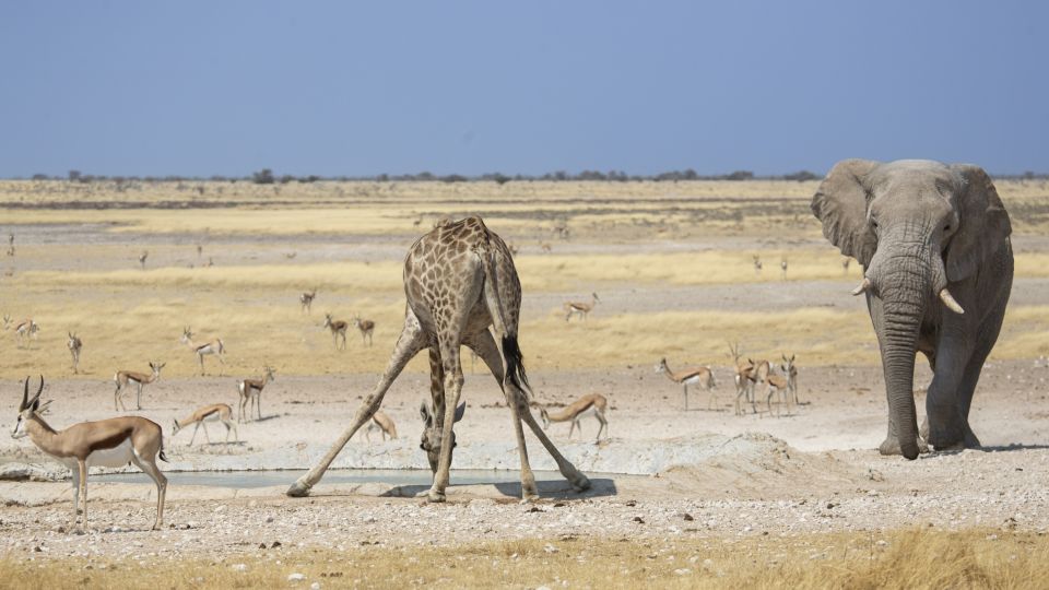 Getümmel am Wasserloch im Etosha-Nationalpark