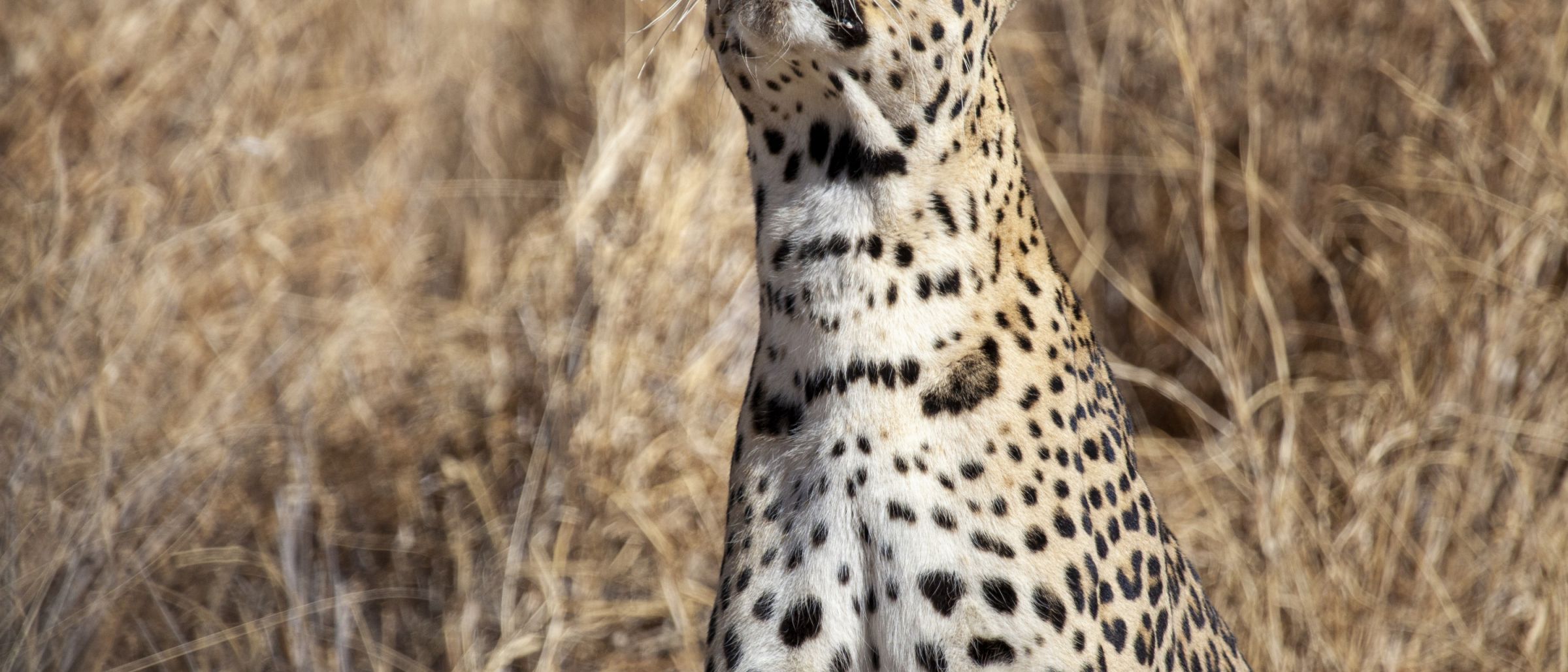 Leopard im Etosha-Nationalpark