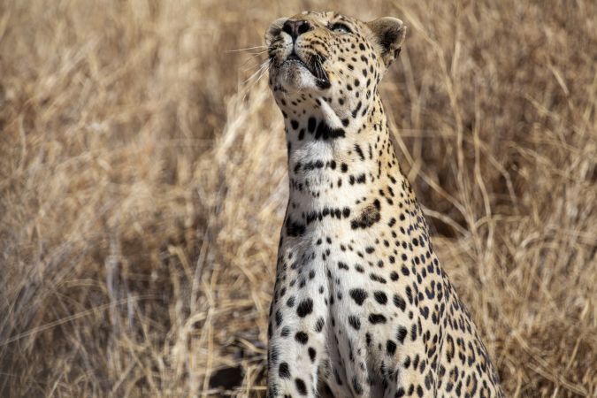 Leopard im Etosha-Nationalpark © Diamir