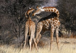 Zärtliche Giraffen