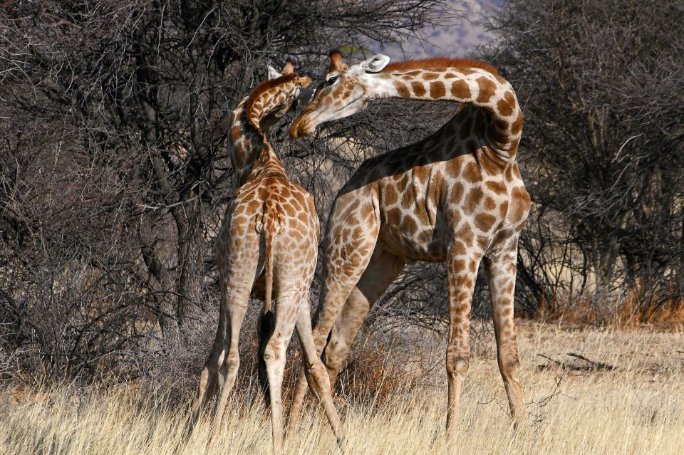 Zärtliche Giraffen
