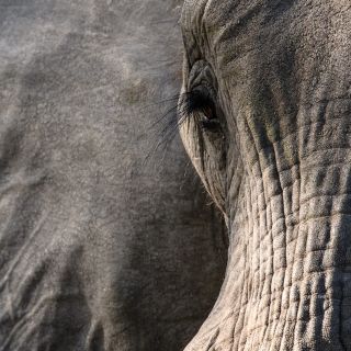 Elefantenporträt auf dem Weg von Khwai nach Xakanaxa