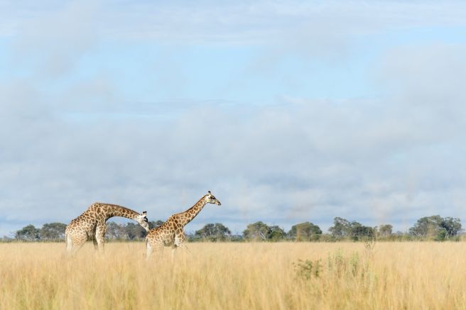 Giraffen unterwegs in den Weiten der Savuti-Marschen