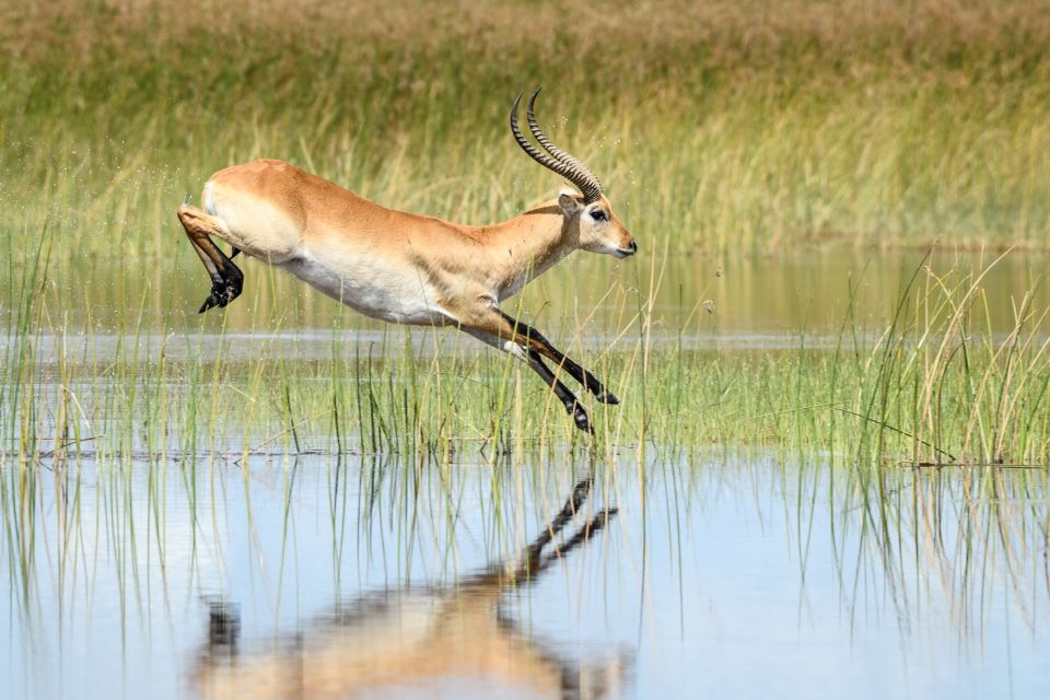 Perfekt ans Dasein am Wasser angepasst: Letschwe-Antilope, Xakanaxa