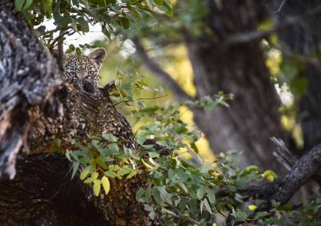 Perfekt versteckt: Leopardenjunges im Baum, Xakanaxa