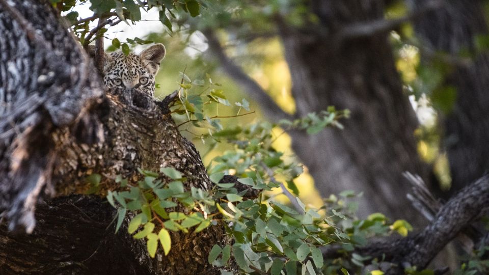 Perfekt versteckt: Leopardenjunges im Baum, Xakanaxa