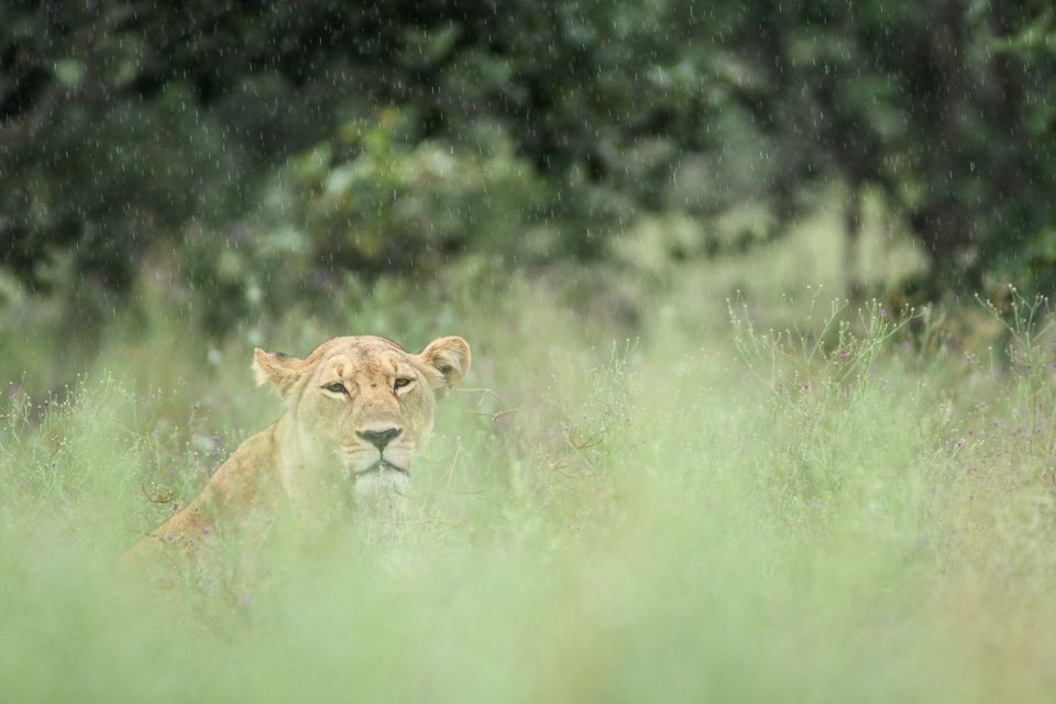 Löwinnen mögen keinen Regen, Savuti
