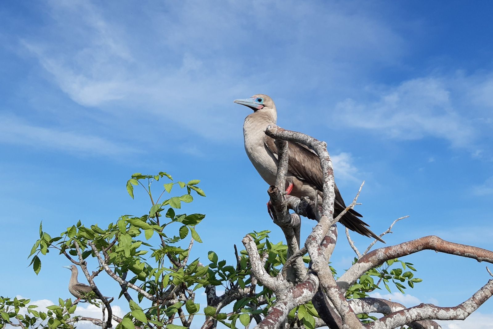 Rotfußtölpel auf der Insel Genovesa, Galapagos