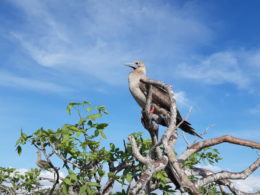 Rotfußtölpel auf der Insel Genovesa, Galapagos