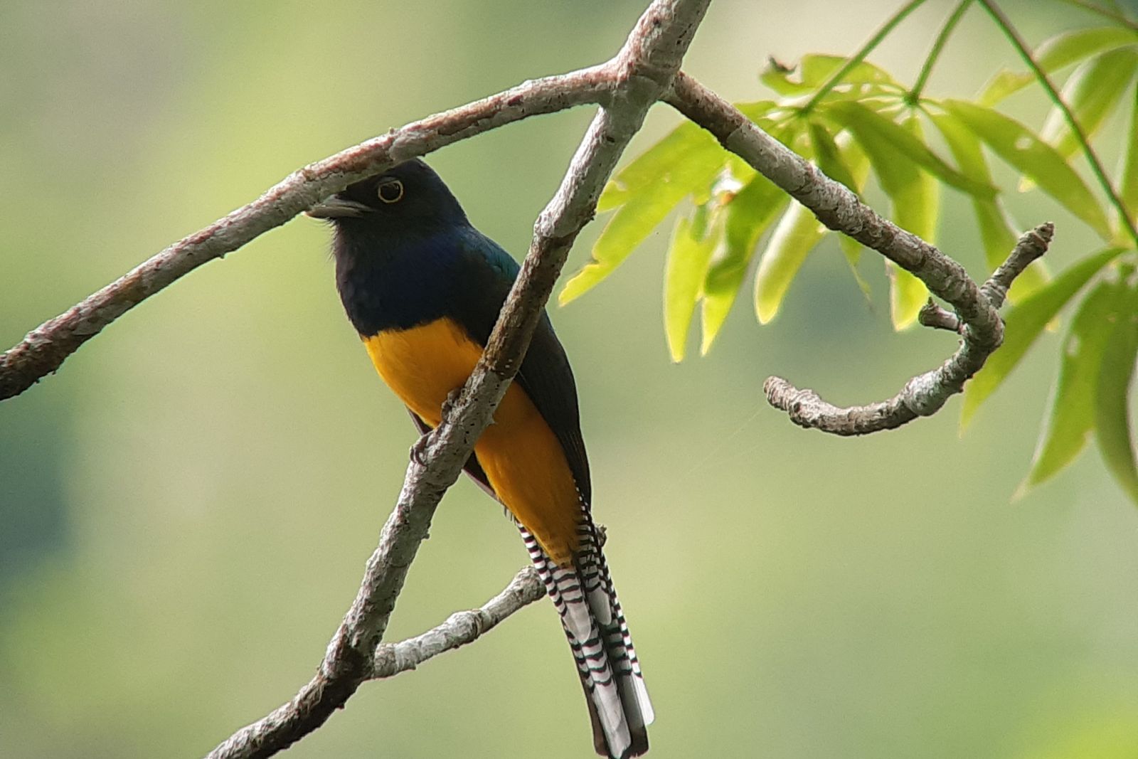 In Ecuador gibt es ca. 1600 Vogelarten