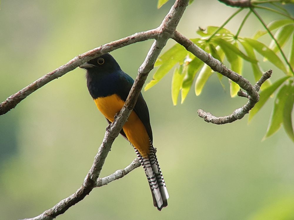 In Ecuador gibt es ca. 1600 Vogelarten 