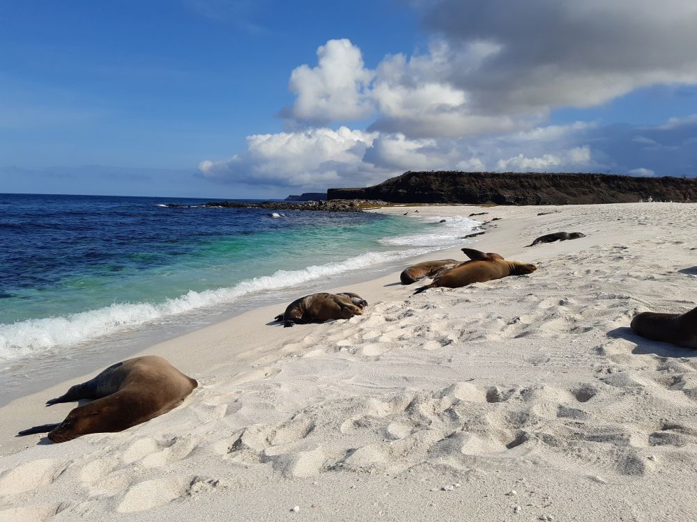 Seelöwen am Strand, Galapagos