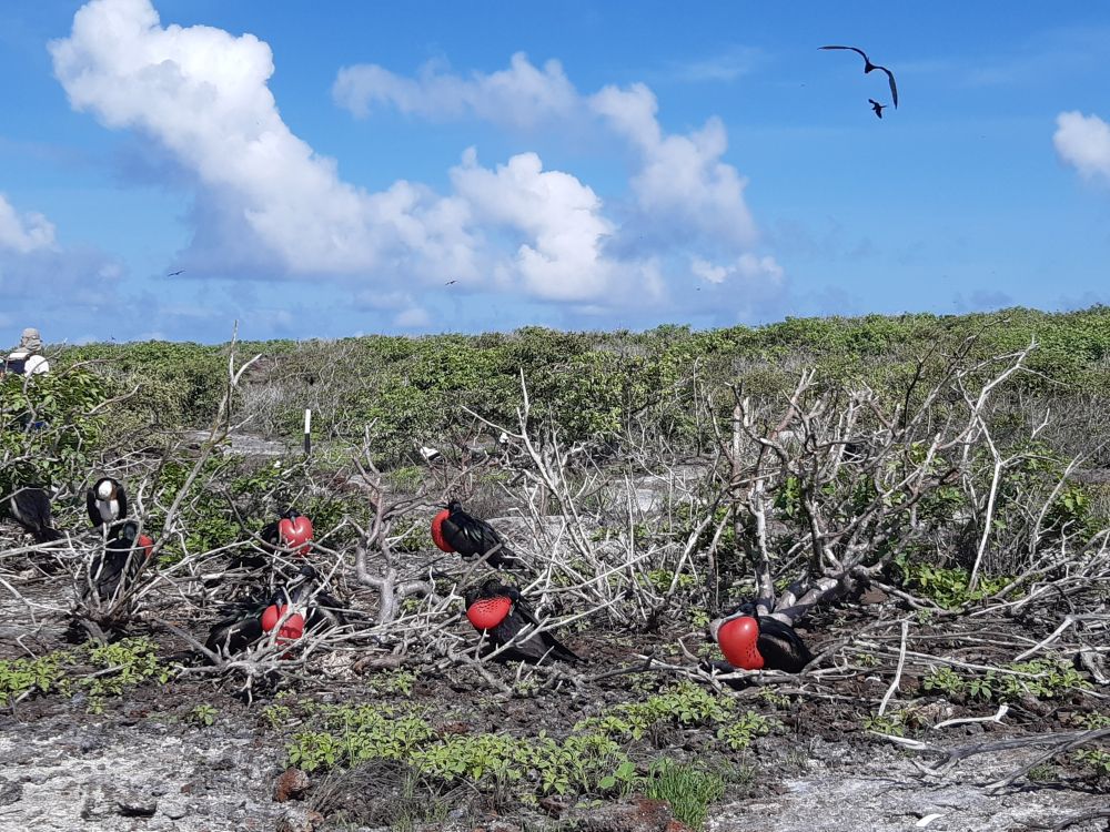 Fregattvögel auf der Insel Genovesa, Galapagos