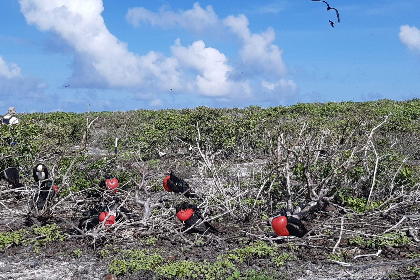 Fregattvögel auf der Insel Genovesa, Galapagos