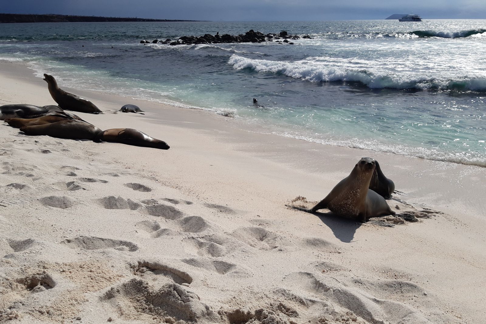 Seelöwen am Strand, Galapagos