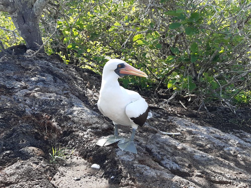 Nazscatölpel auf der Insel Genovesa, Galapagos