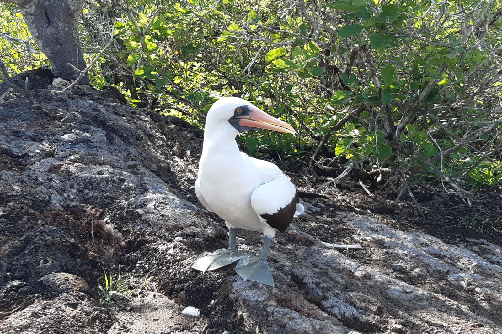 Nazscatölpel auf der Insel Genovesa, Galapagos