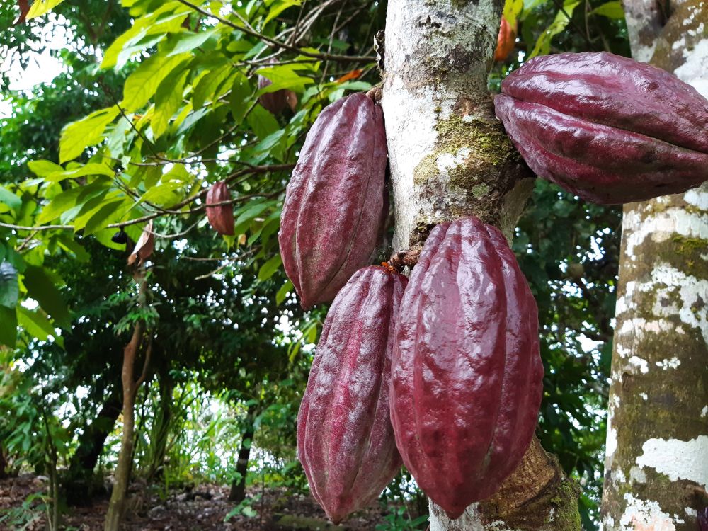 Kakaofrüchte im Regenwald