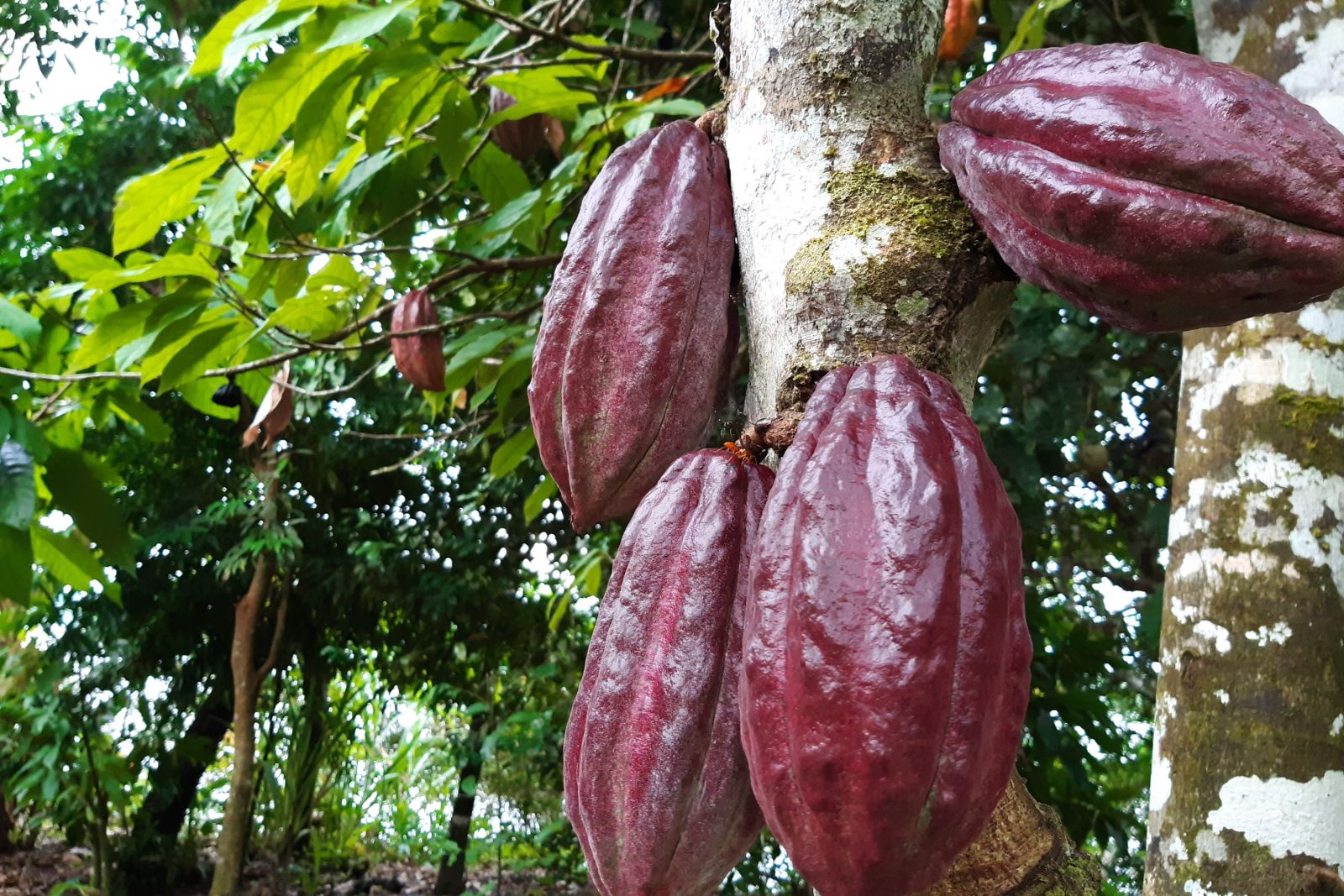 Kakaofrüchte im Regenwald