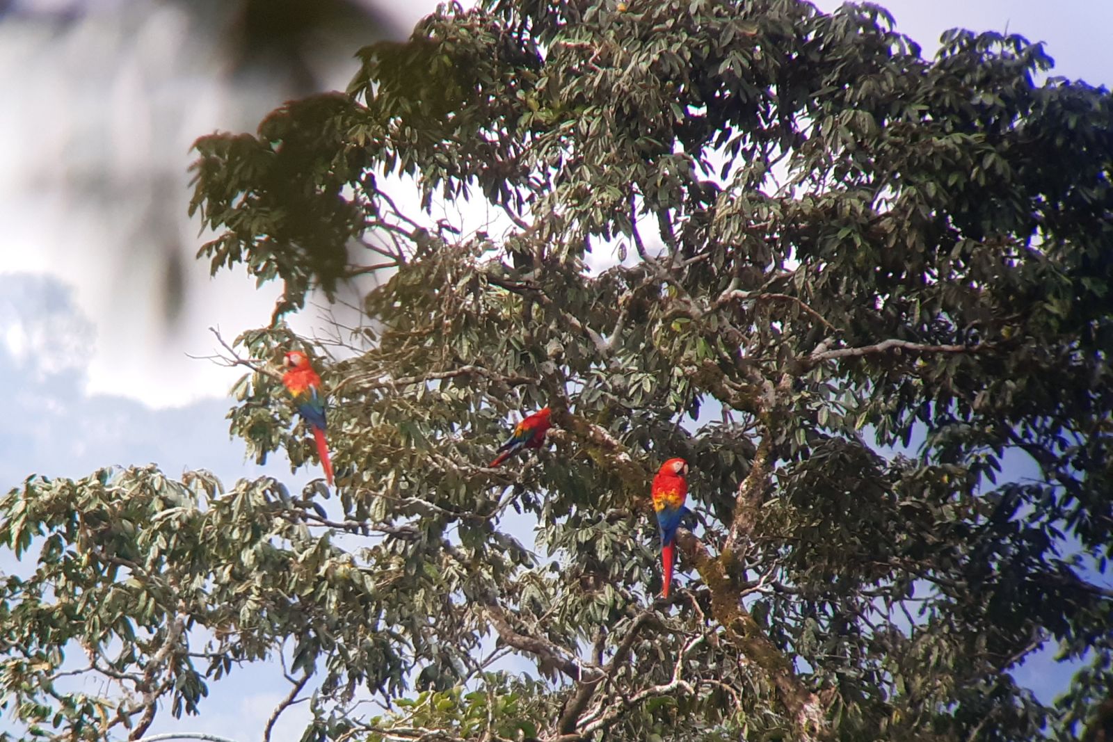 Rote Aras im Yasuni-Nationalpark